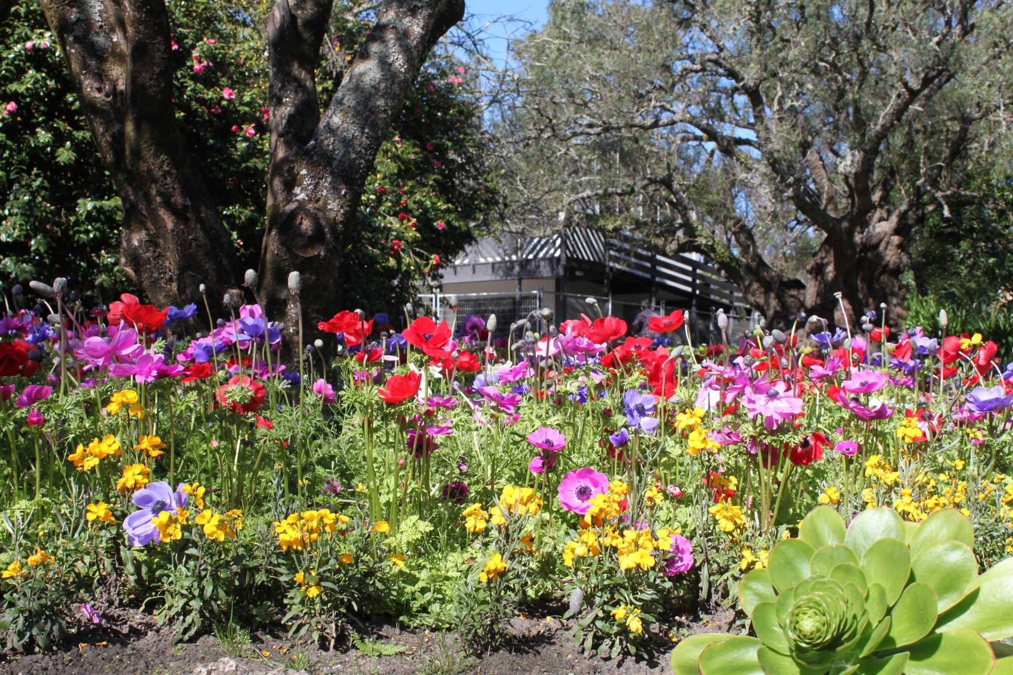 Keirunga Creative Arts Venue Flowers